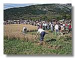 Segar_53.jpg