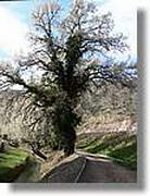 Transequia_018.jpg(199 KB)