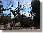 Transequia_076.jpg(164 KB)