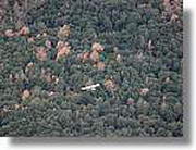 Coloms_191.jpg(132 KB)