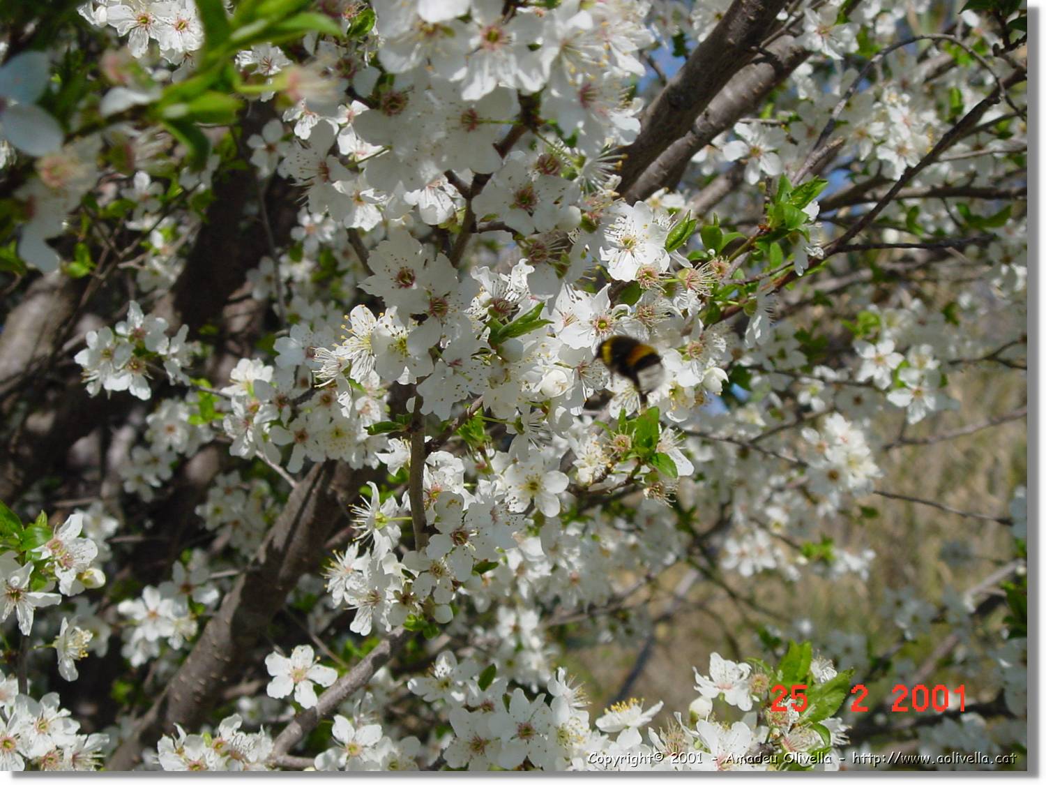 Flors_008.jpg