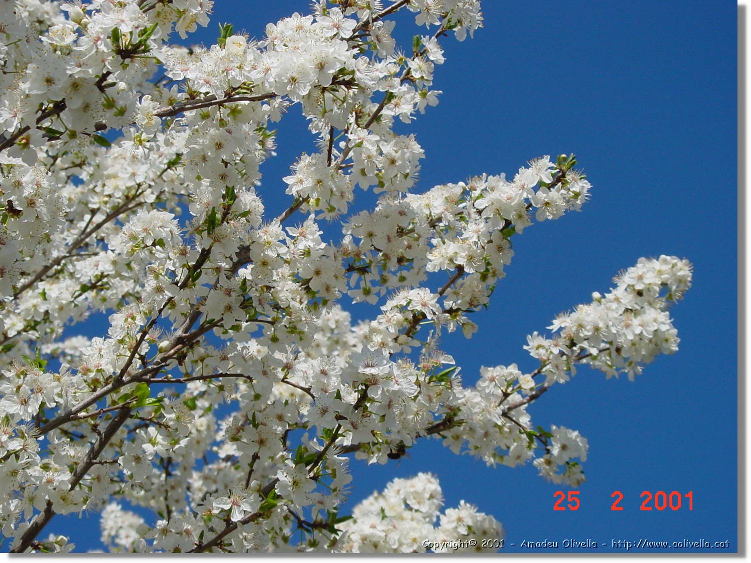 Flors_009.jpg