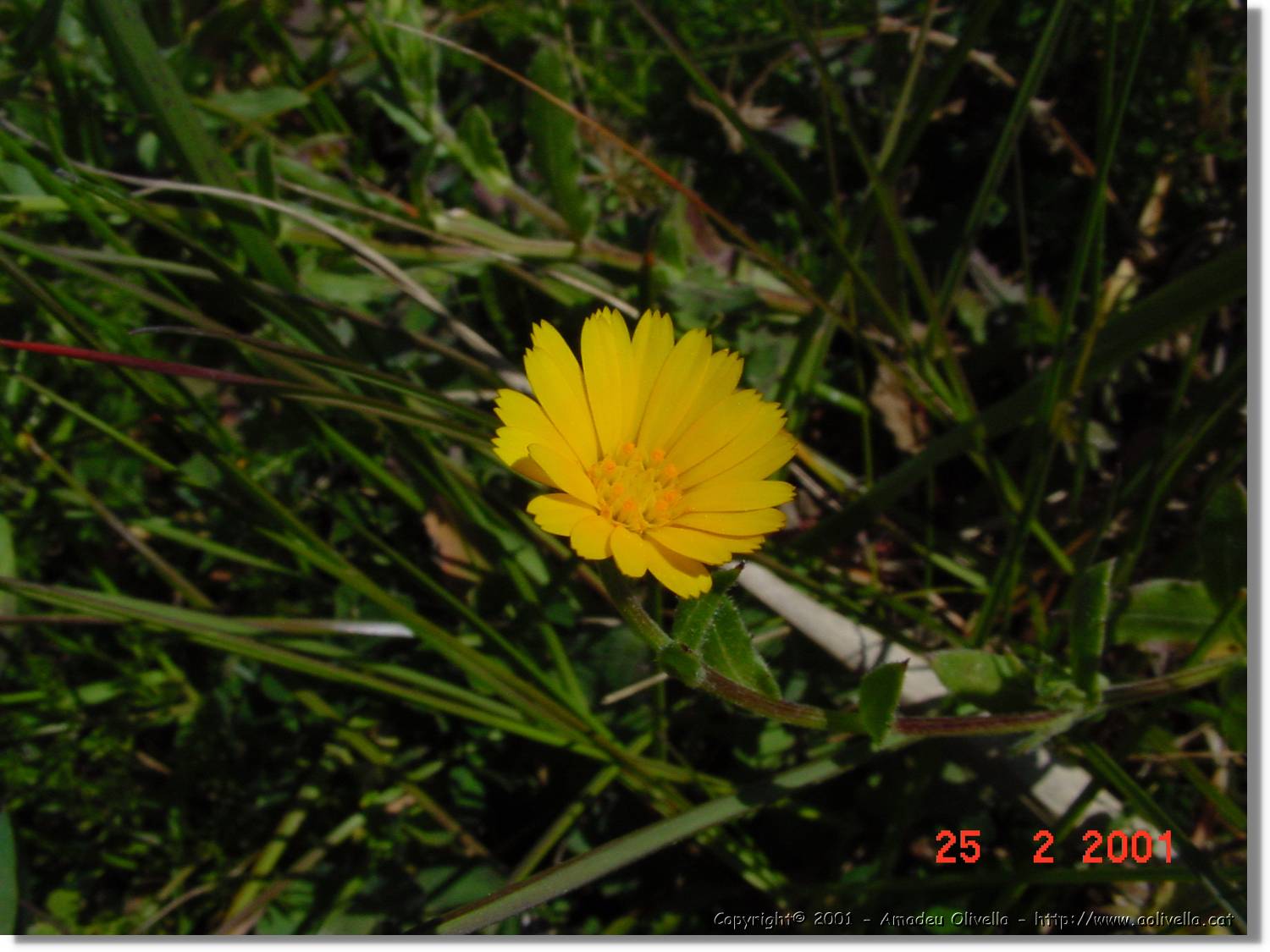 Flors_021.jpg