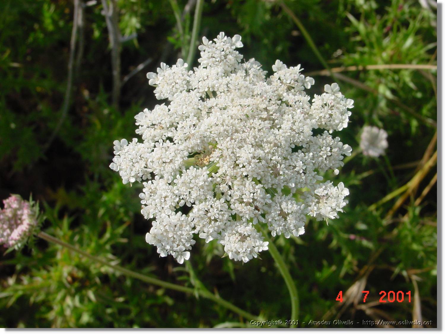 Flors_262.jpg