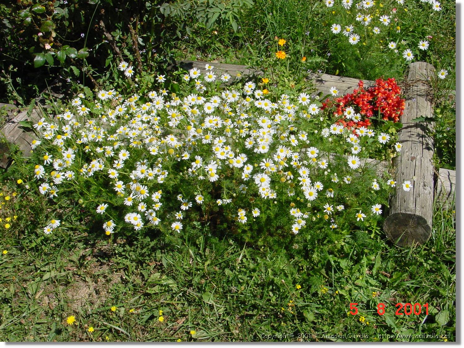 Flors_445.jpg