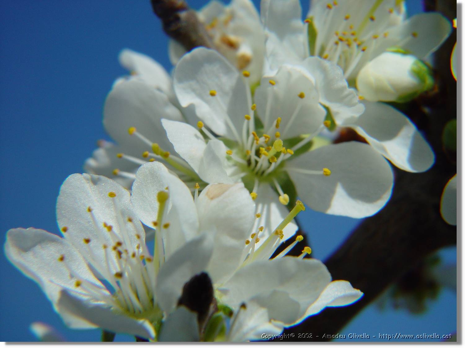 Flors_033.jpg