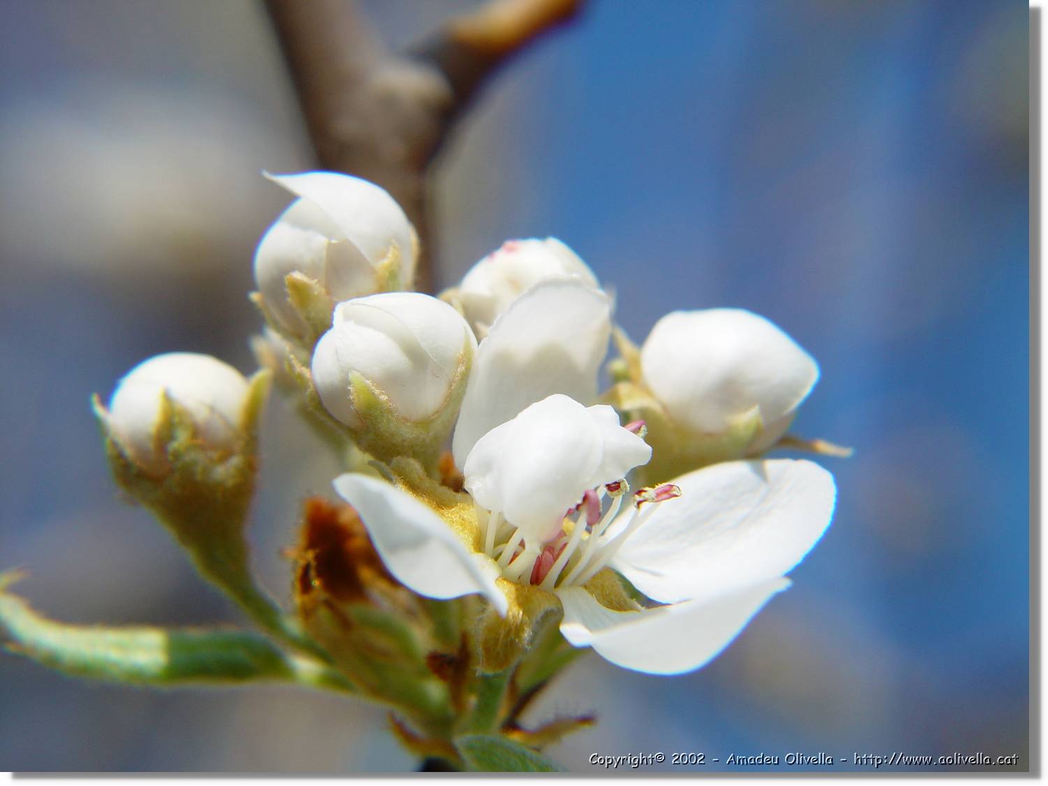 Flors_041.jpg