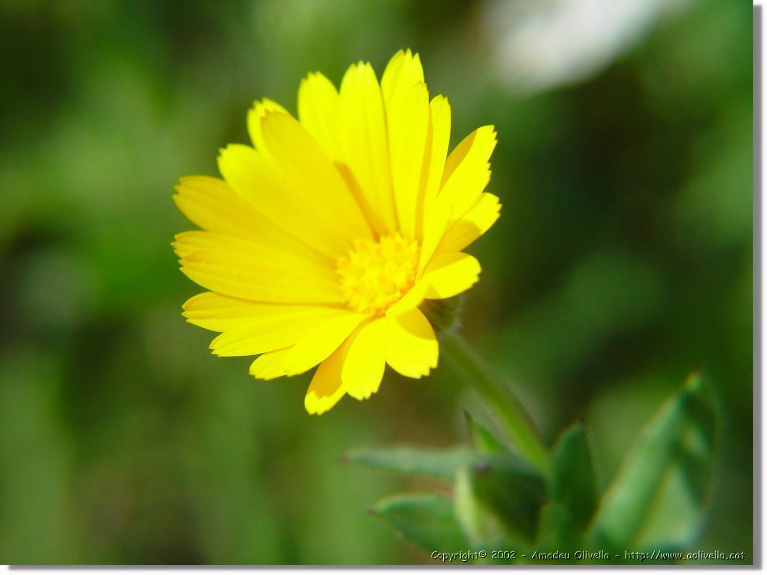 Flors_047.jpg