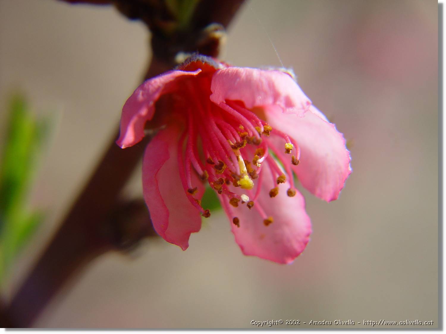 Flors_050.jpg
