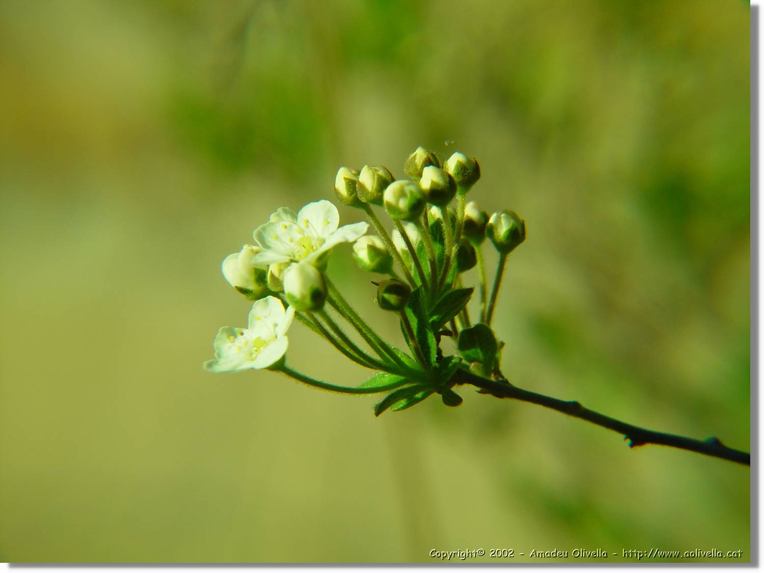 Flors_063.jpg