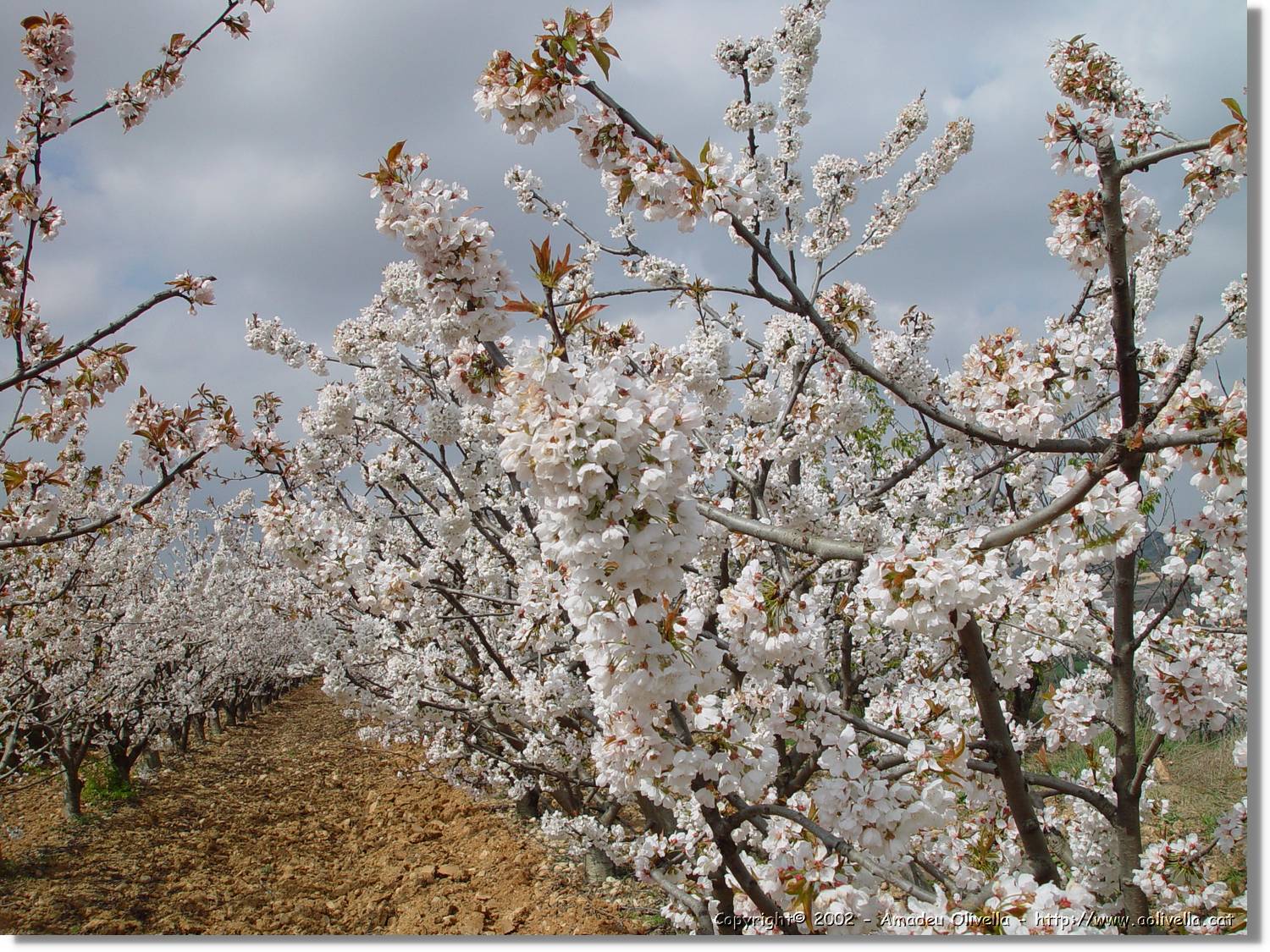 Flors_090.jpg
