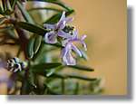 flor_008.jpg(53,4 KB)