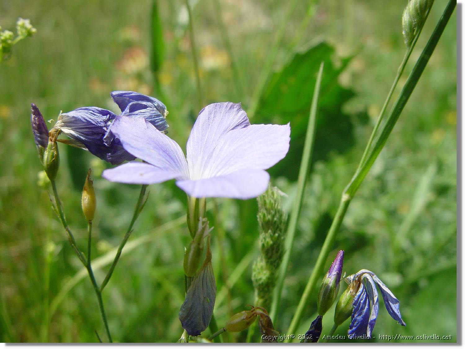 Flor_071.jpg