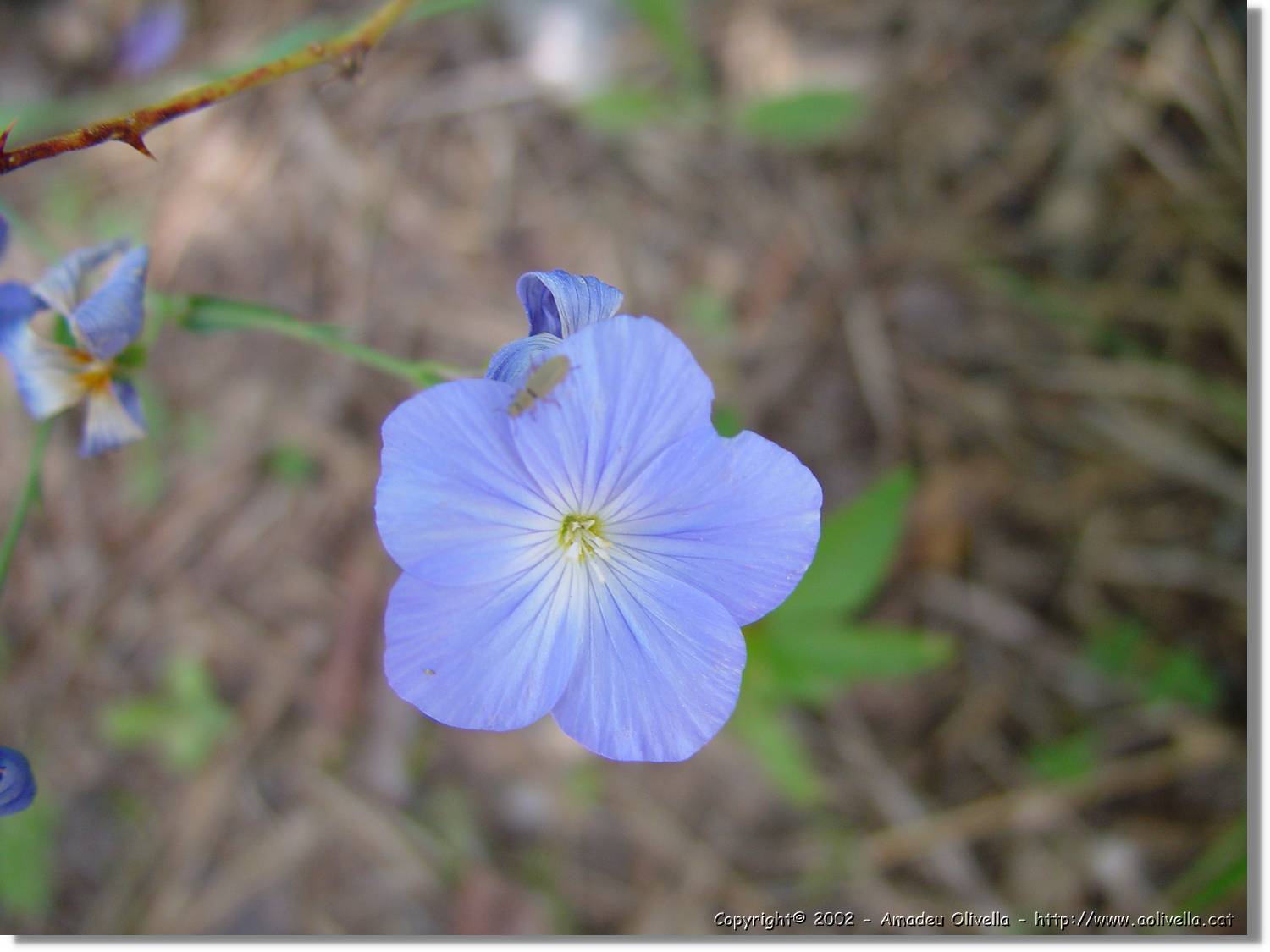 Flor_076.jpg