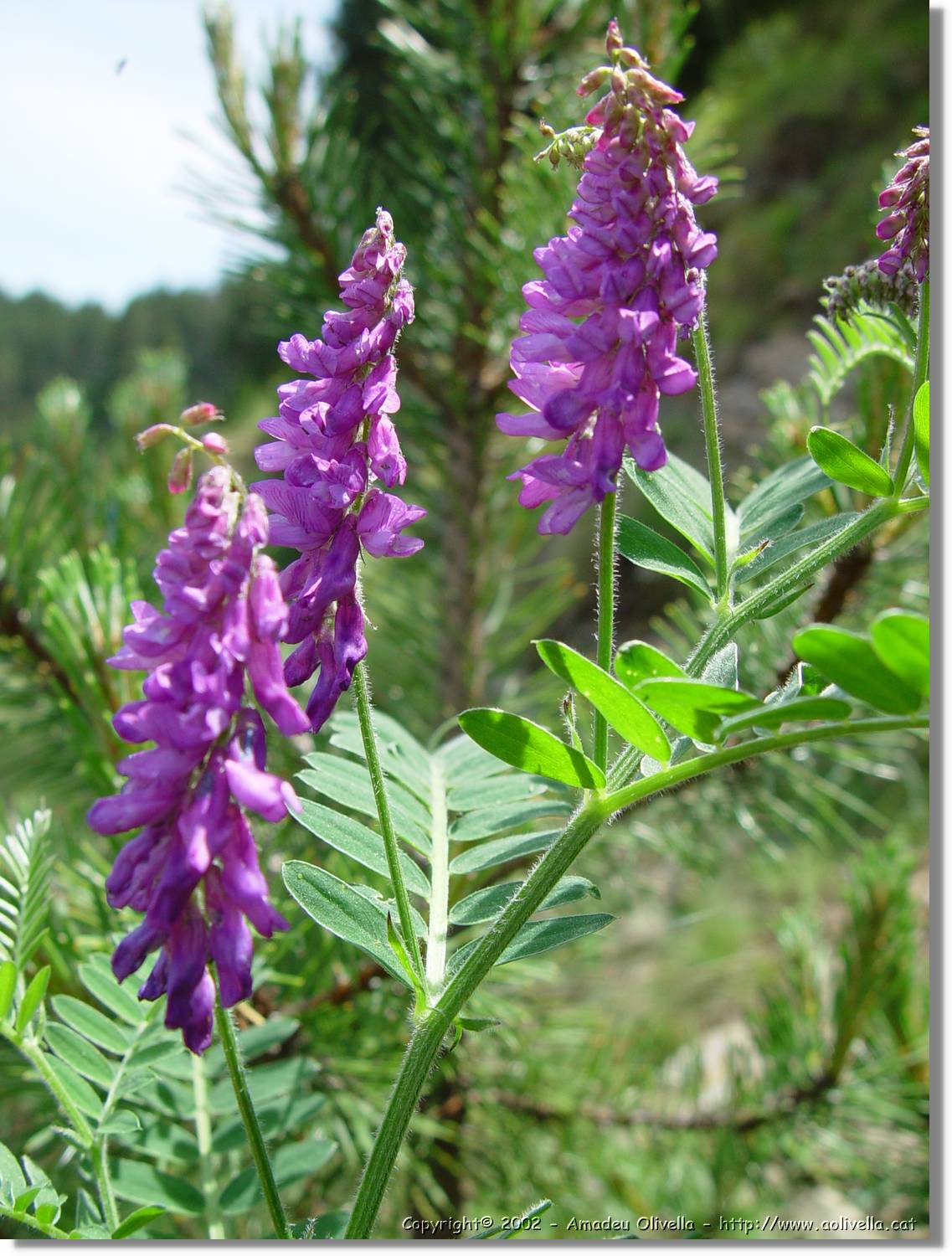 Flor_089.jpg