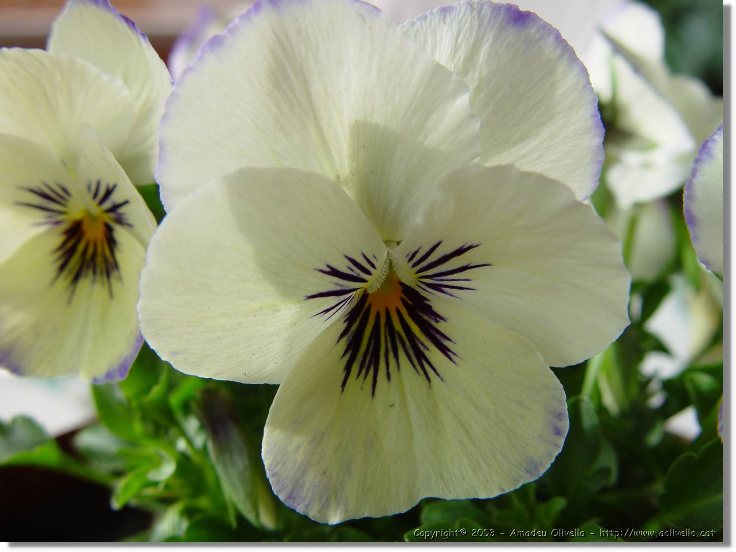 Flors_006.jpg