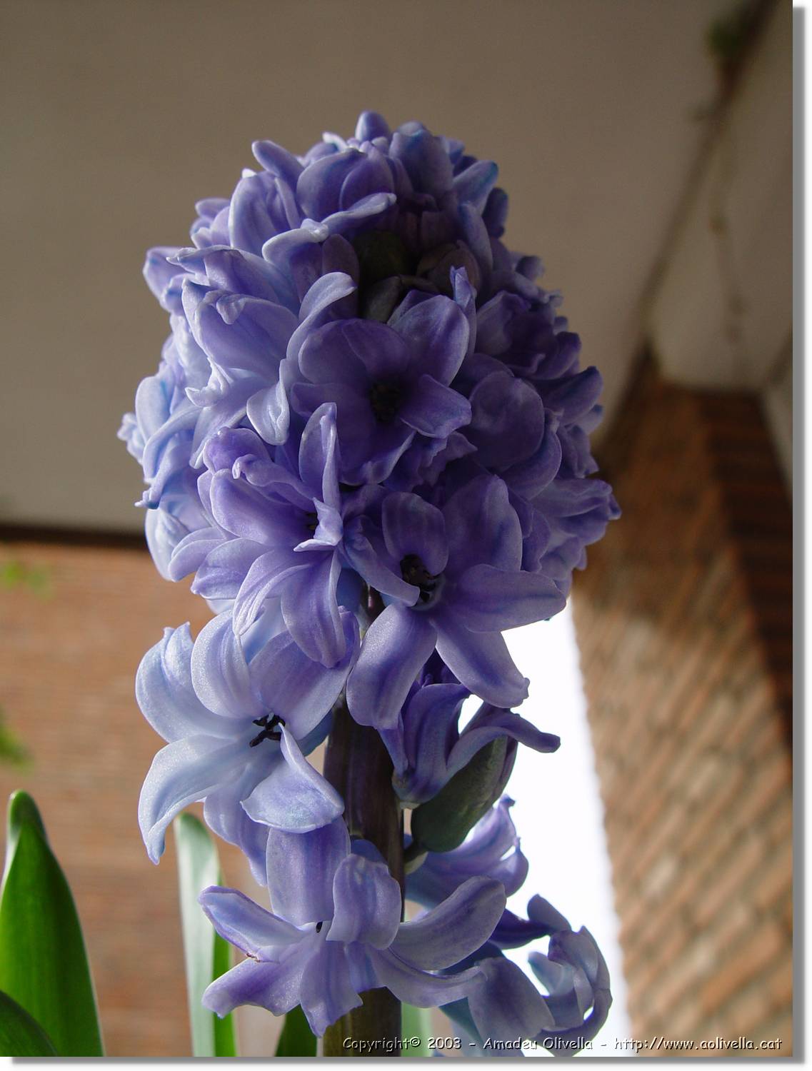Flors_012.jpg