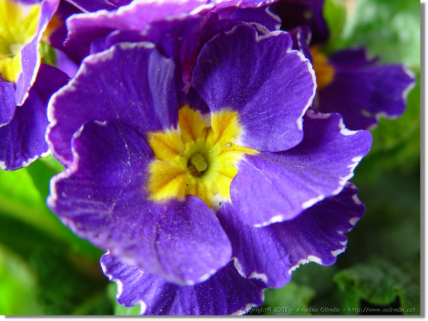 Flors_014.jpg