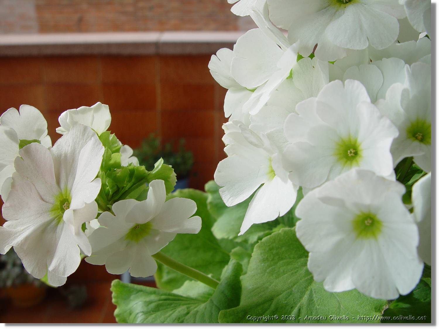 Flors_023.jpg