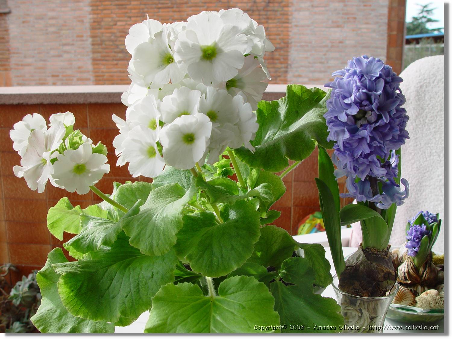 Flors_024.jpg