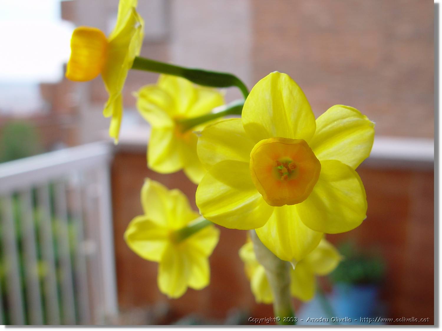 Flors_026.jpg