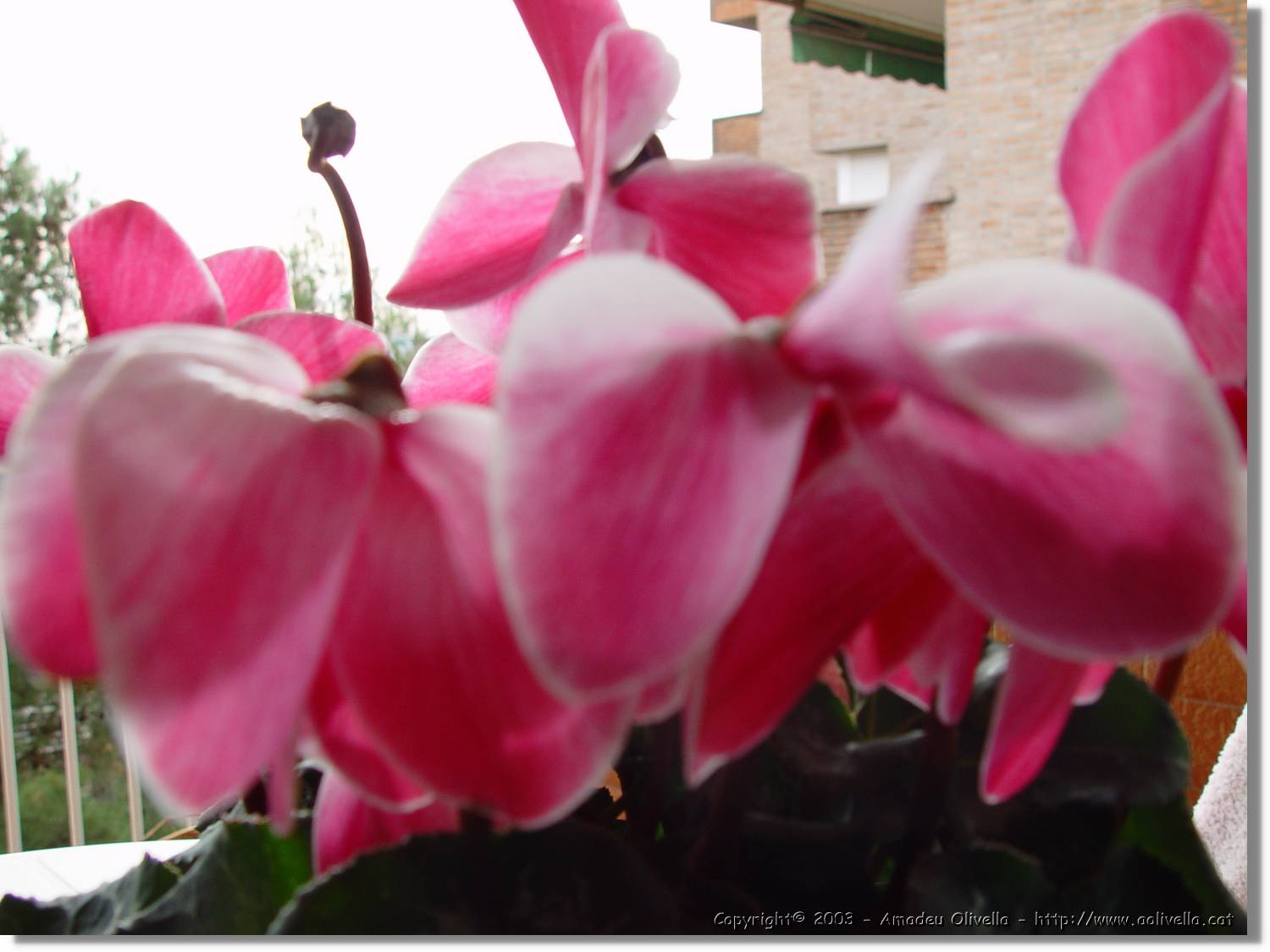 Flors_029.jpg