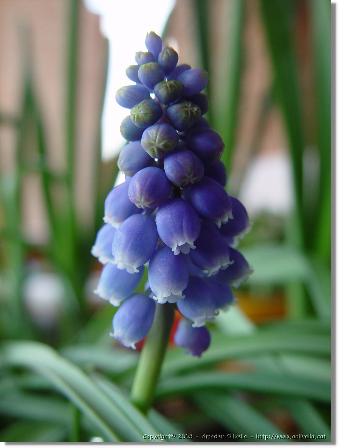 Flors_031.jpg