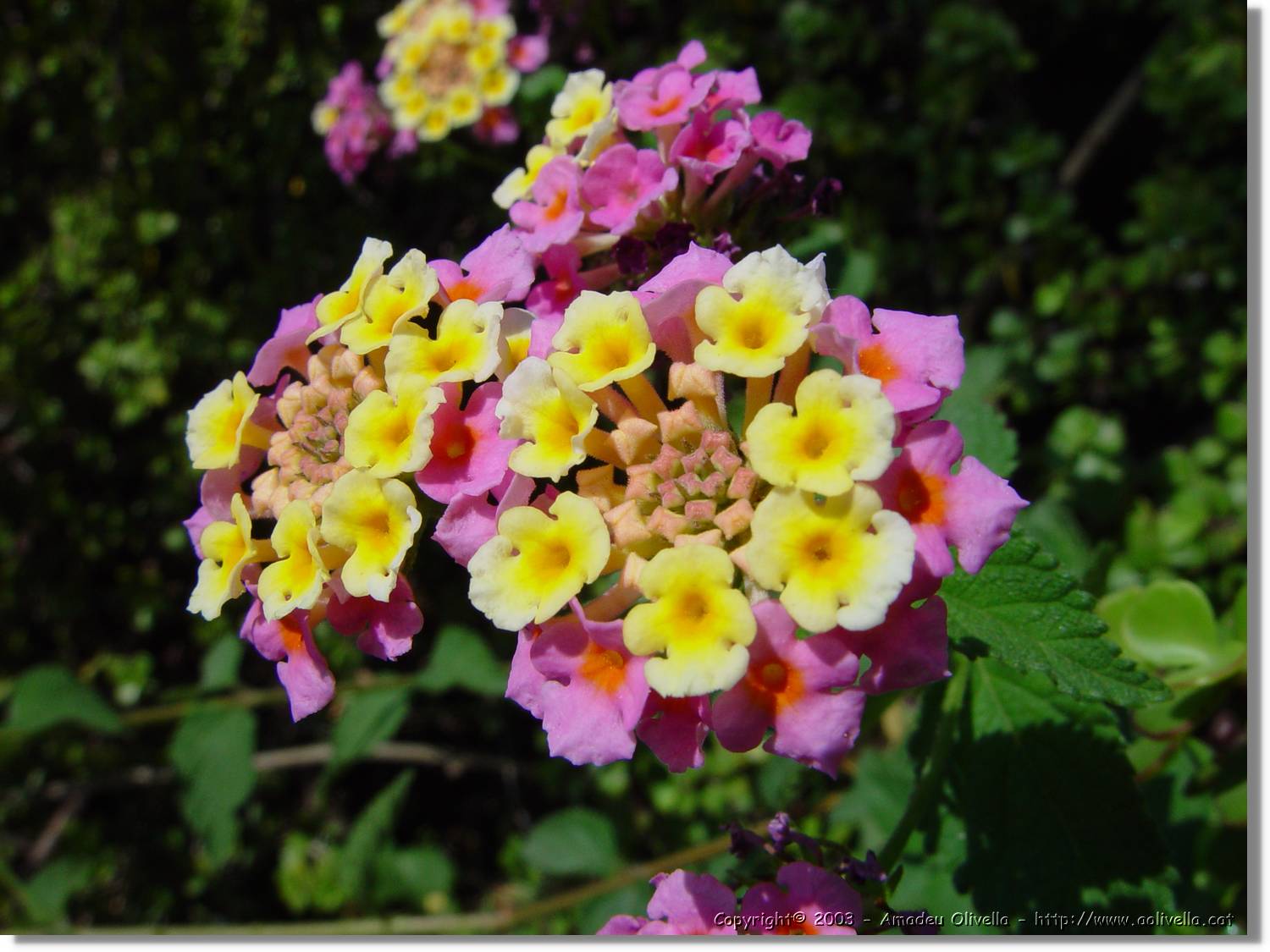 Flors_058.jpg