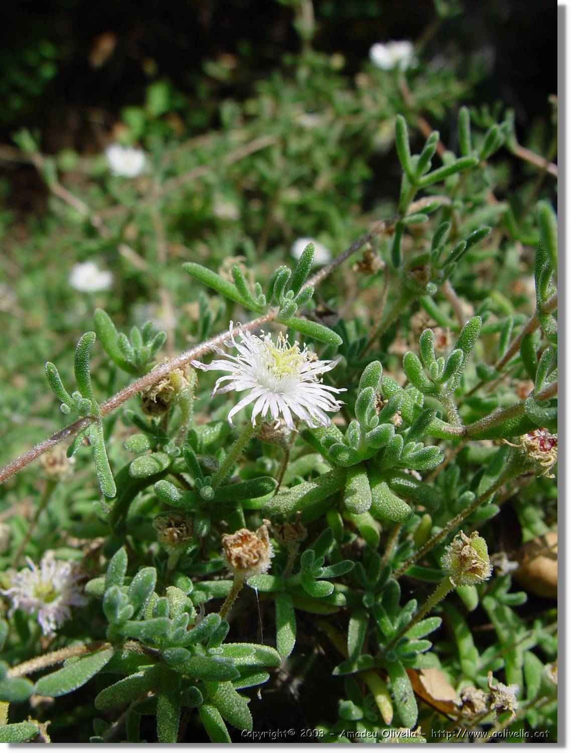 Flors_065.jpg