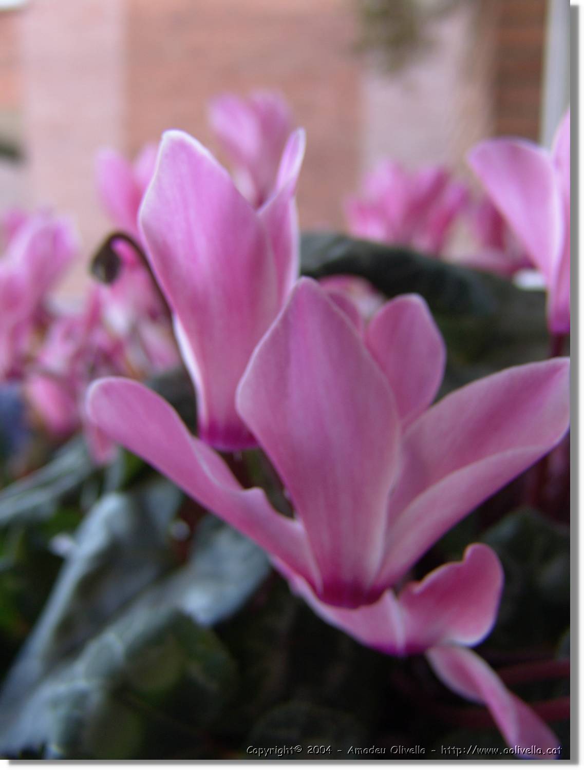 Flors_028.jpg
