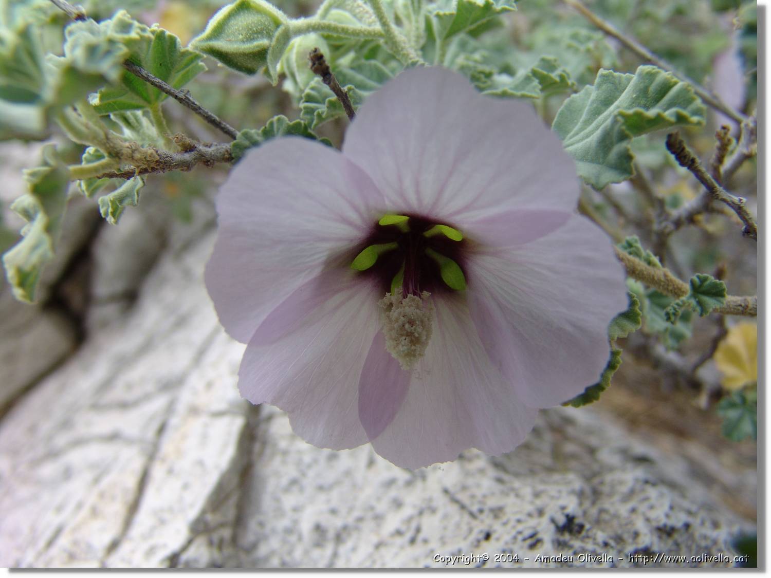 Flors_033.jpg