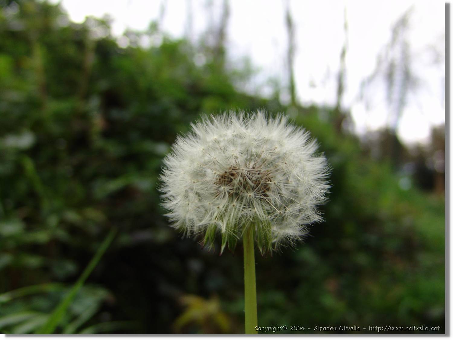 Flors_040.jpg