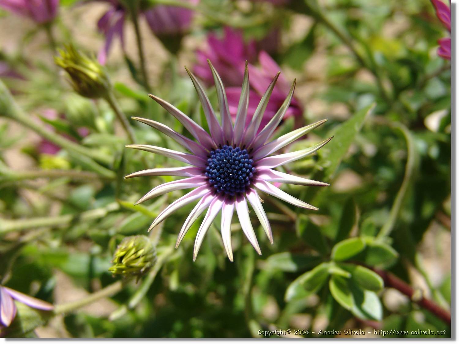 Flors_046.jpg