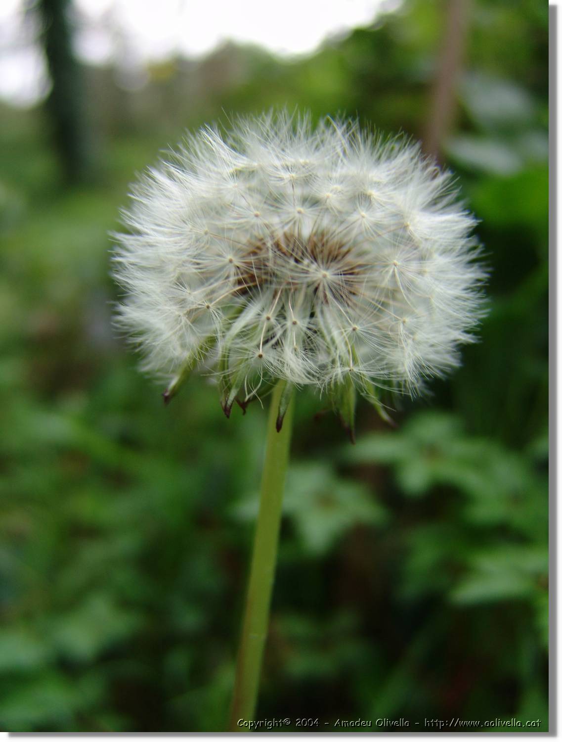 Flors_051.jpg