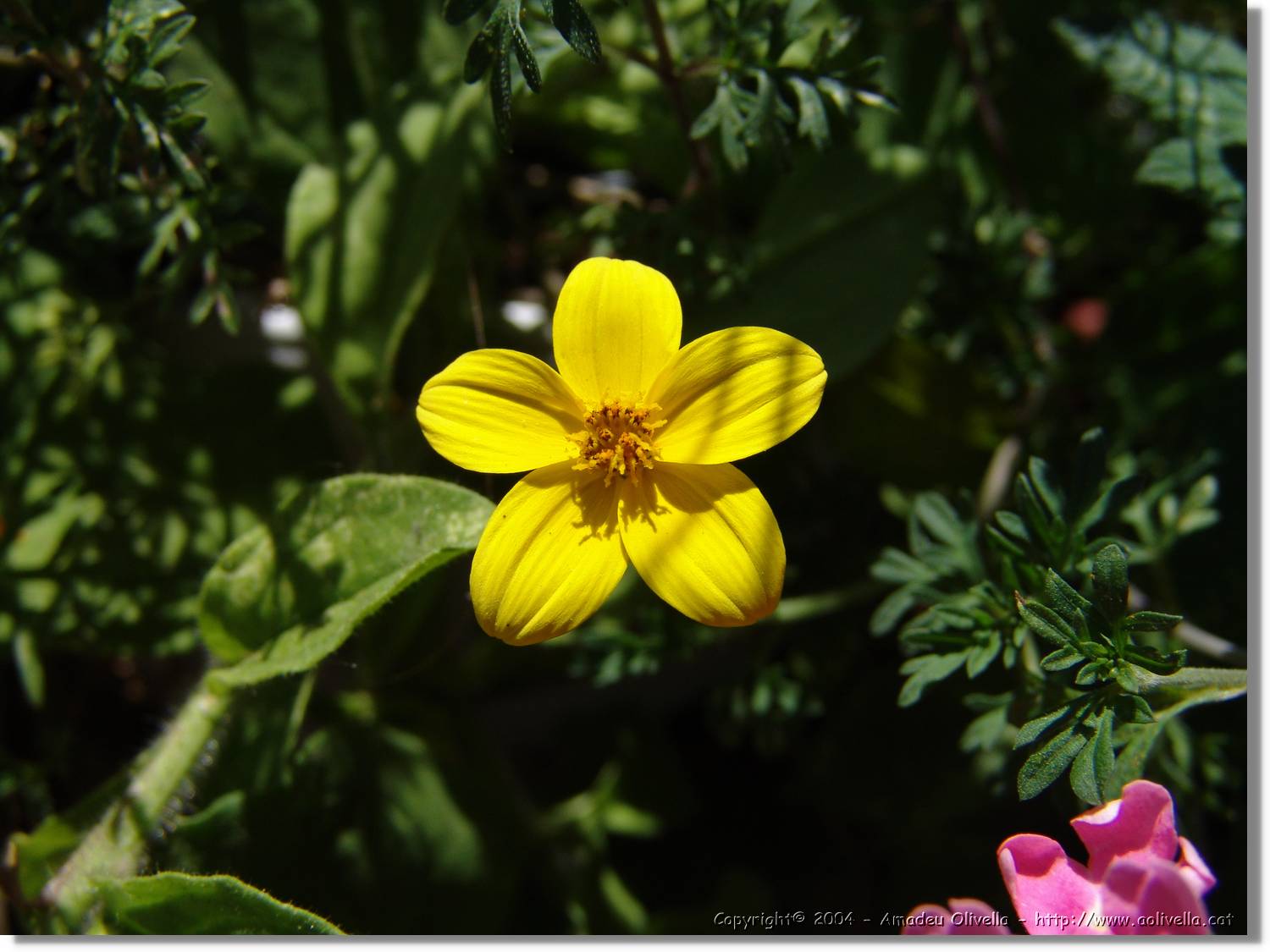 Flors_074.jpg