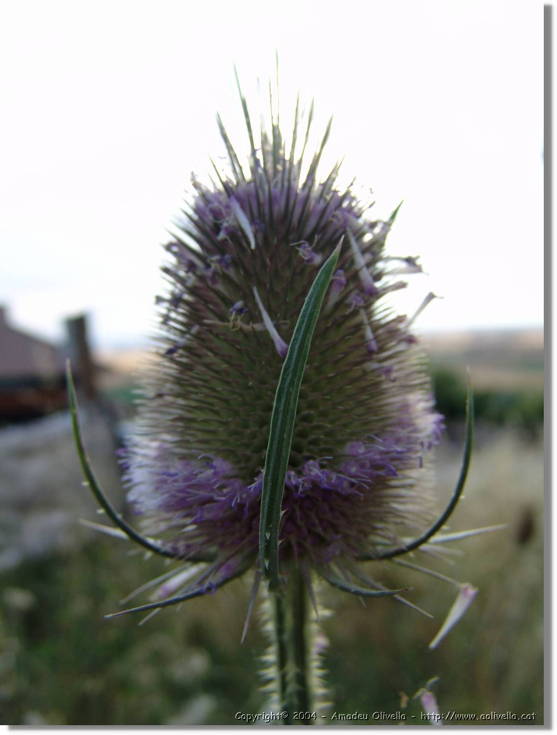 Flors_086.jpg