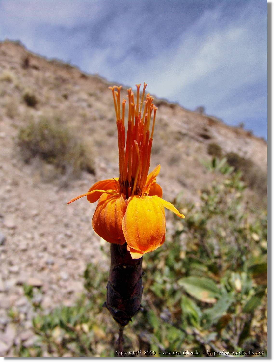 1Flora_022.jpg