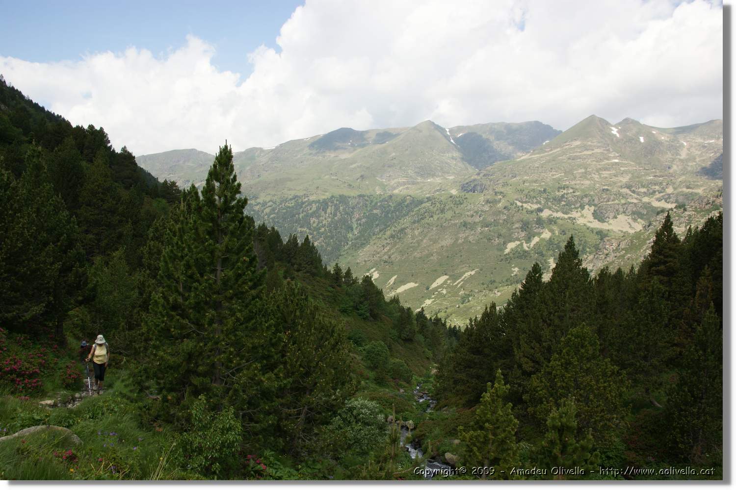 Siscaro_039.jpg