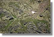 Tristaina_034.jpg