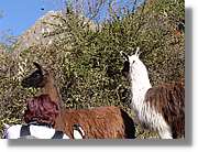 Inca_158.jpg(225 KB)