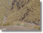 Inca_225.jpg(137 KB)