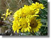 Inca_253.jpg(84,4 KB)