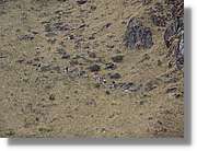 Inca_258.jpg(125 KB)