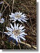 Inca_377.jpg(113 KB)