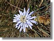 Inca_378.jpg(99,9 KB)