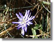 Inca_382.jpg(82,8 KB)