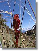 Inca_383.jpg(80,4 KB)