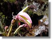 Inca_385.jpg(69,7 KB)