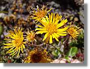 Inca_388.jpg(104 KB)