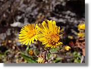 Inca_389.jpg(77,1 KB)